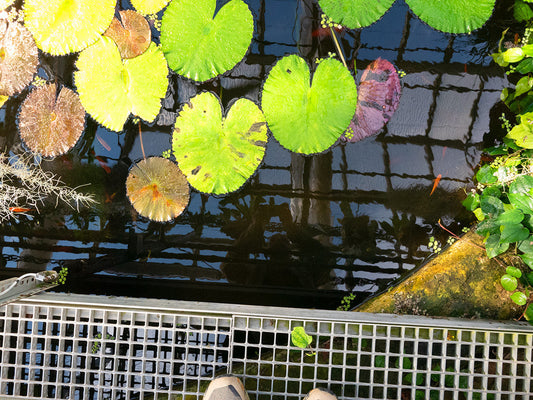 Botanical Garden, Lund