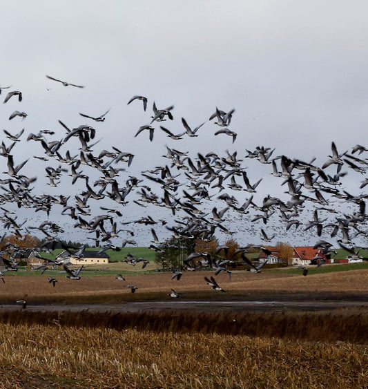 BARNACLE GEESE, OCTOBER 2025